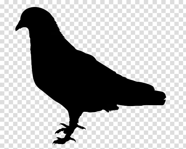 Bird Silhouette, Pigeons And Doves, Homing Pigeon, Fantail Pigeon, Indian Fantail, Beak, Black, Crow transparent background PNG clipart