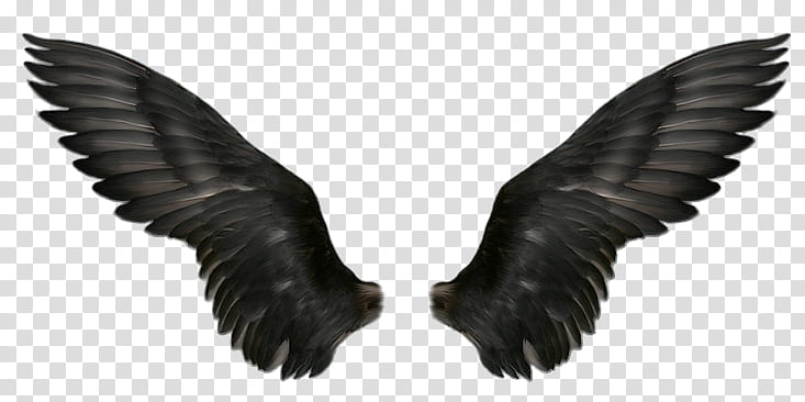 Recursos Alas De Angel , black wings transparent background PNG clipart