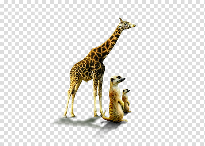 Lion Drawing, Northern Giraffe, Animal, Reticulated Giraffe, Giraffidae, Wildlife, Animal Figure, Adaptation transparent background PNG clipart