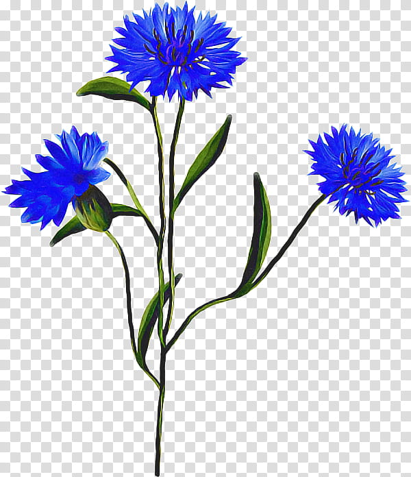 Drawing Of Family, Cornflower, Watercolor Painting, Blue, Wildflower, Mountain Bluet, Plant, Aster transparent background PNG clipart