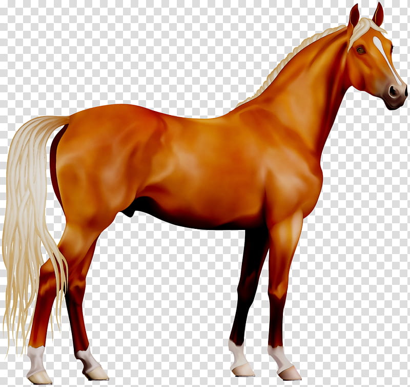 Horse, Cob, Silhouette, Equestrian, Black, Bridle, Animal Figure, Sorrel transparent background PNG clipart