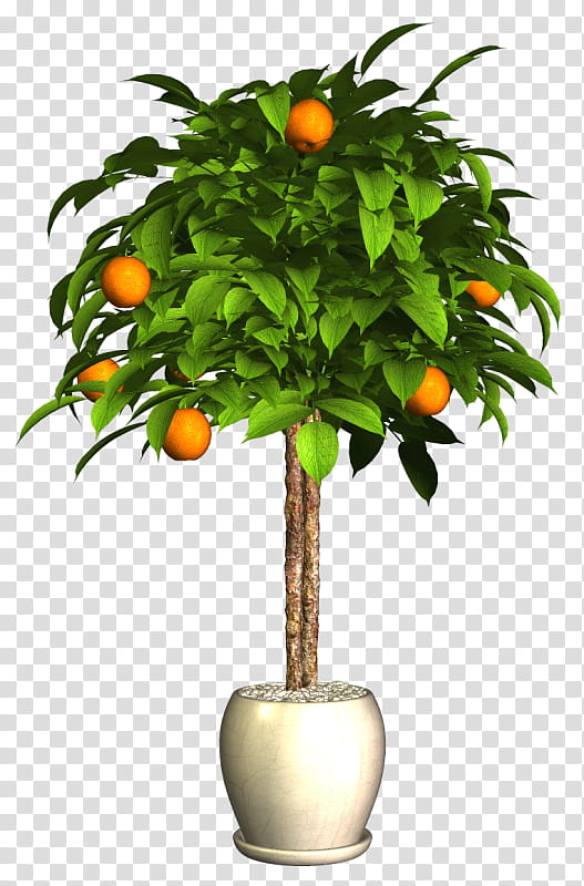 Orange Tree, Bitter Orange, Flowerpot, Mandarin Orange, Calamondin, Plants, Citrus Fruit, Branch transparent background PNG clipart