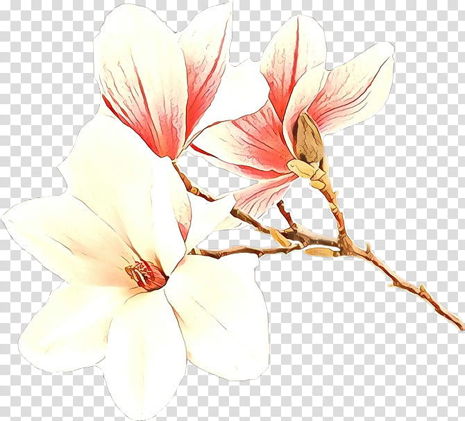 Watercolor Flower, Cartoon, , Watercolor Painting, Royaltyfree, Magnolia, Petal, Fresco transparent background PNG clipart