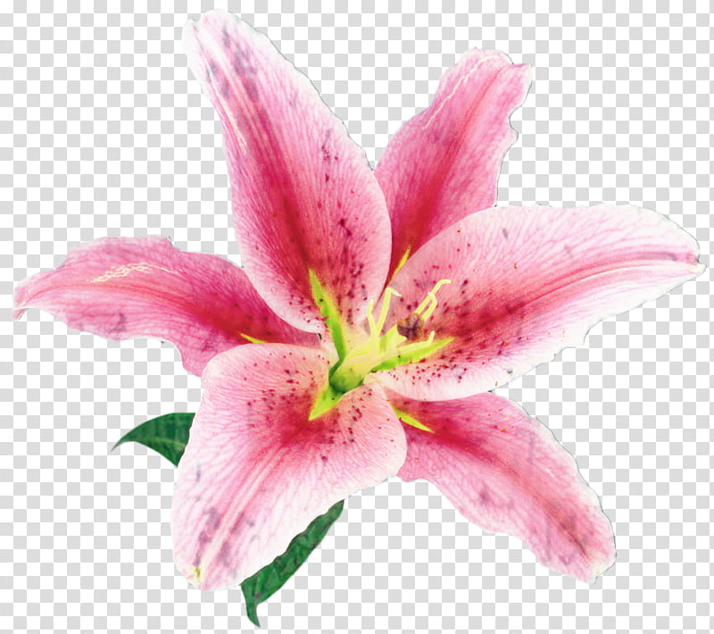 Lily Flower, Cut Flowers, Pink, Petal, Plant, Stargazer Lily, Amaryllis Belladonna, Lily Family transparent background PNG clipart