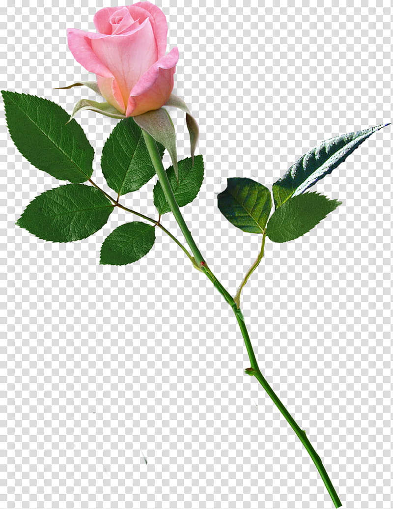 rose, pink rose with stem and leaves transparent background PNG clipart