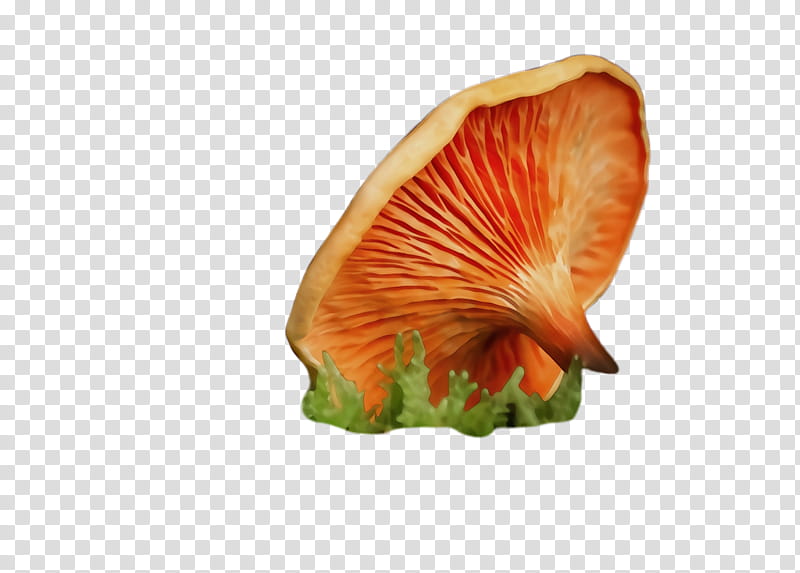 Orange, Watercolor, Paint, Wet Ink, Plant, Mushroom, Petal transparent background PNG clipart