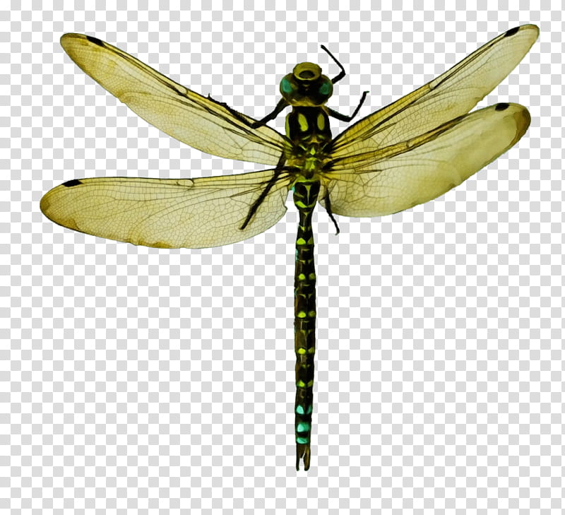 Watercolor Plant, Paint, Wet Ink, Dragonfly, Netwinged Insects, Pterygota, Membrane, Dragonflies And Damseflies transparent background PNG clipart