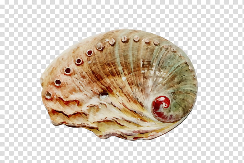 shell bivalve cockle scallop conch, Watercolor, Paint, Wet Ink, Clam, Sea Snail, Shellfish transparent background PNG clipart