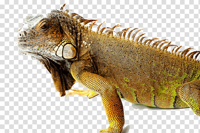 Chinese, Reptile, Lizard, Iguanas, Chameleons, Green Iguana, Marine Iguana, Chinese Water Dragon transparent background PNG clipart