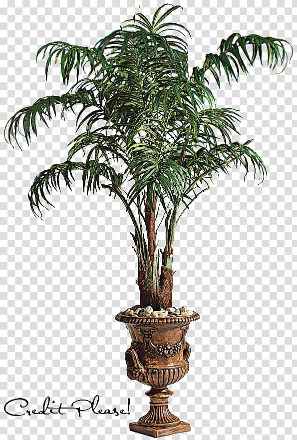 Palm Tree In a Pot , green and brown leaf plant transparent background PNG clipart