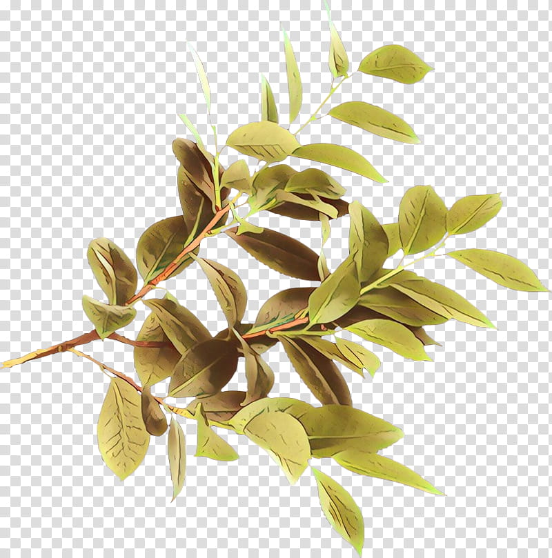 Lemon Tree, Cartoon, Leaf, Twig, Shoeblackplant, Plants, Branch, Mediterranean Cypress transparent background PNG clipart