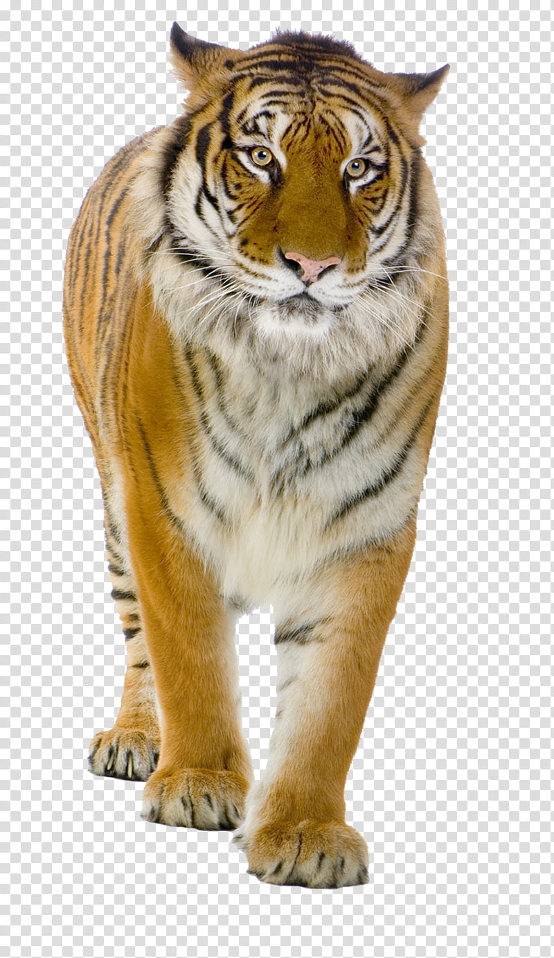 Tiger, brown and white tiger transparent background PNG clipart