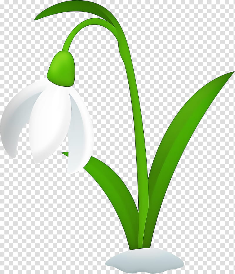 Summer Flower, Snowdrop, Spring
, Plants, Plant Stem, Galanthus, Flowerpot, Summer Snowflake transparent background PNG clipart