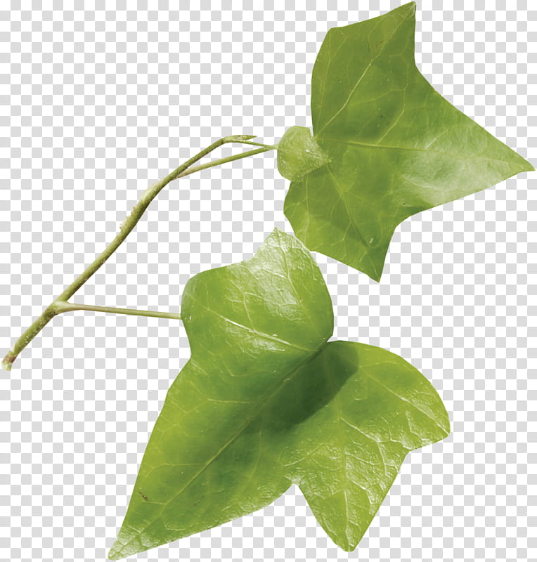 Family Tree, Leaf, Color, Twig, Plant Stem, Fengzhu, Flower, Ivy transparent background PNG clipart