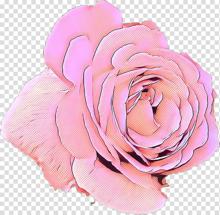 pop art retro vintage, Garden Roses, Cabbage Rose, Floribunda, Cut Flowers, Petal, Pink M, Rose Family transparent background PNG clipart