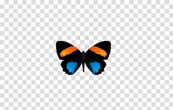 mariposas, black, blue and orange butterfly transparent background PNG clipart