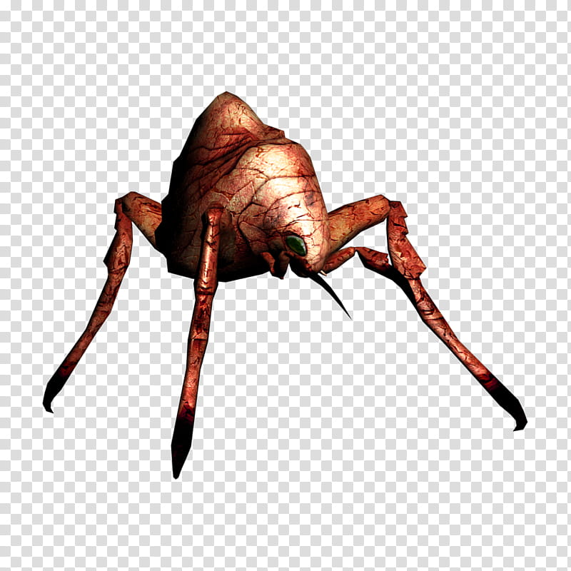 Spider, Insect, Decapods, Character, Pest, Membrane, Character Created By, Arachnid transparent background PNG clipart