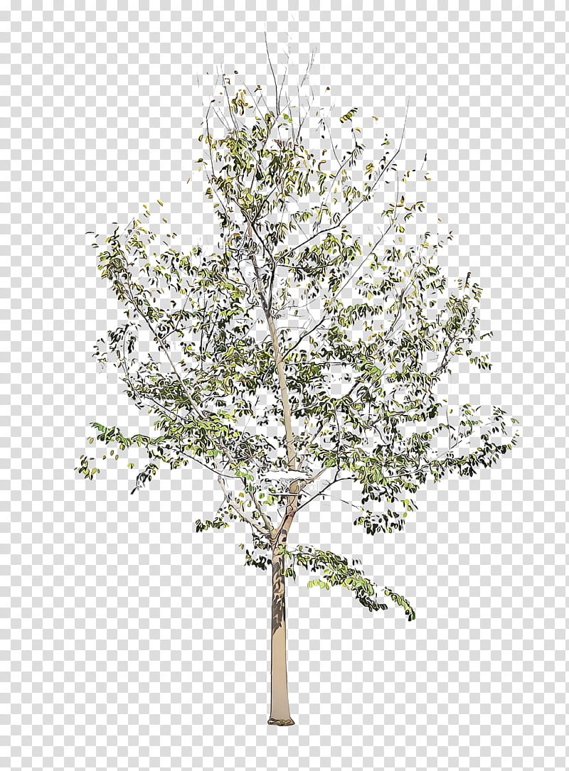 Plane, Tree, Plant, White, Woody Plant, Branch, Flower, Flowering Plant transparent background PNG clipart