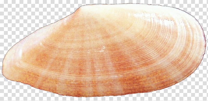 Striped Orange Clam Seashell transparent background PNG clipart