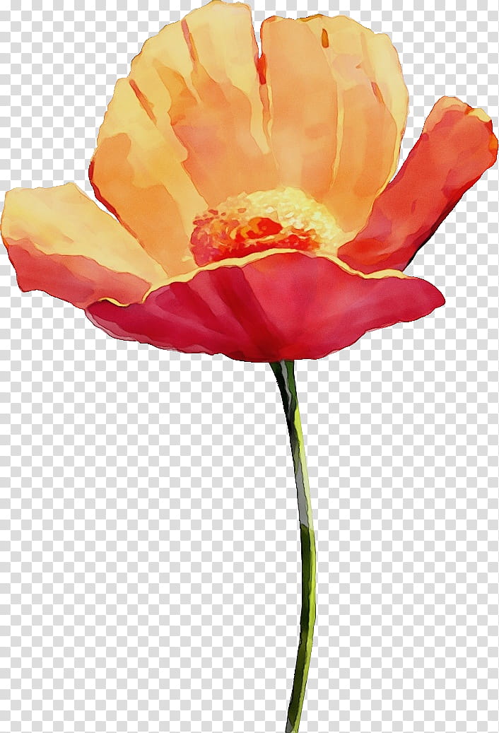 Orange, Drawing Flower, Watercolor Flower, Floral Drawing, Paint, Wet Ink, Petal, Plant transparent background PNG clipart