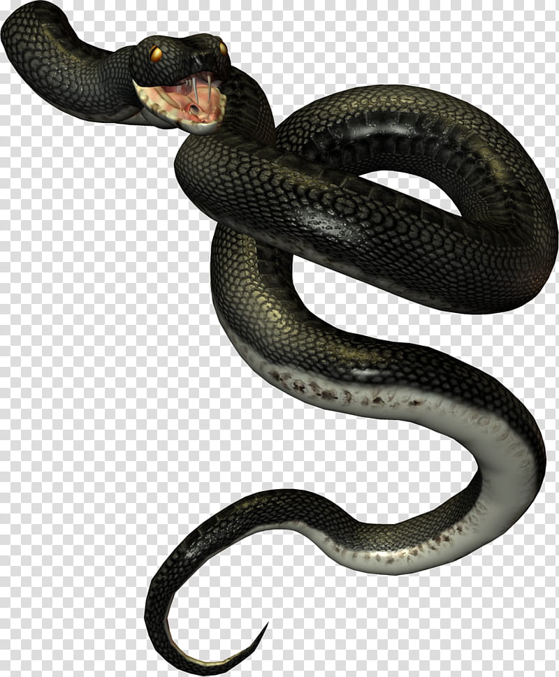 Black Snakes, black snake illustration transparent background PNG clipart