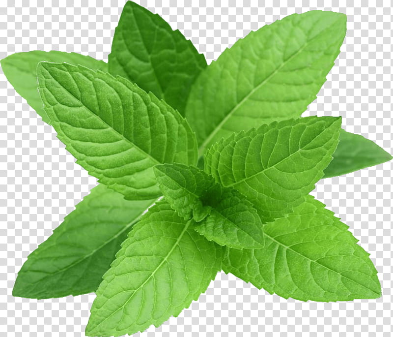 Tea Leaf, Peppermint, Spearmint, Apple Mint, Water Mint, Herb, Tabbouleh, Mentha Canadensis transparent background PNG clipart