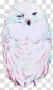 pink and green owl transparent background PNG clipart