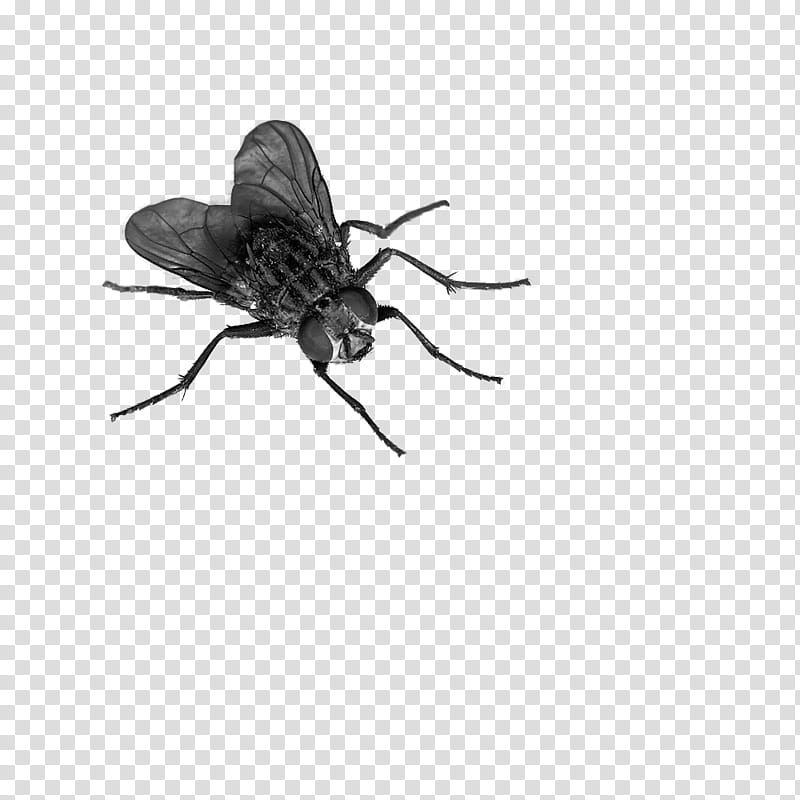fly, black housefly transparent background PNG clipart