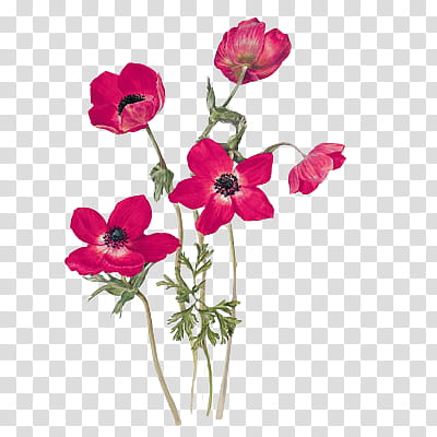 Vintage Flora Items, red petaled flowers illustration transparent background PNG clipart
