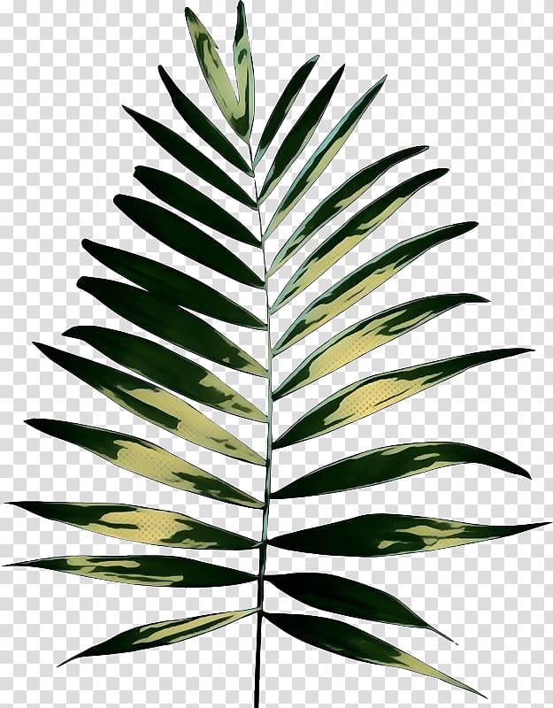 Coconut Tree, Palm Trees, Plants, Plant Stem, Leaf, Tree Fern, Cyathea Cooperi, Grasses transparent background PNG clipart
