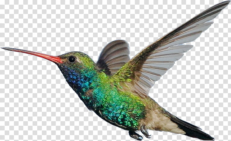 Bird Wing, Hummingbird, Flight, Broadbilled Hummingbird, Annas Hummingbird, Aviary, Bird Feeders, Orangebreasted Falcon transparent background PNG clipart