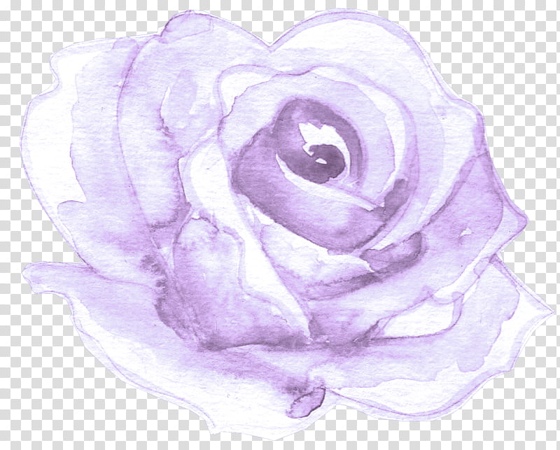 Garden roses, White, Violet, Purple, Flower, Hybrid Tea Rose, Pink, Petal transparent background PNG clipart