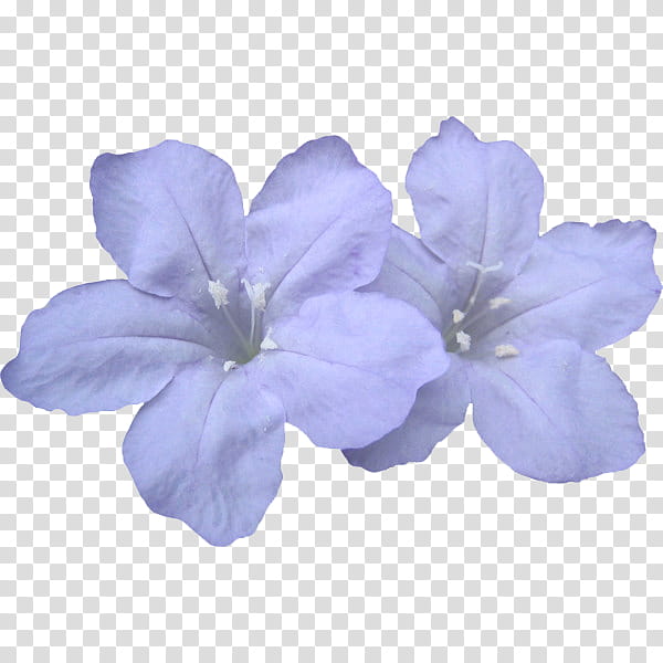 flower power s, two white flowers transparent background PNG clipart