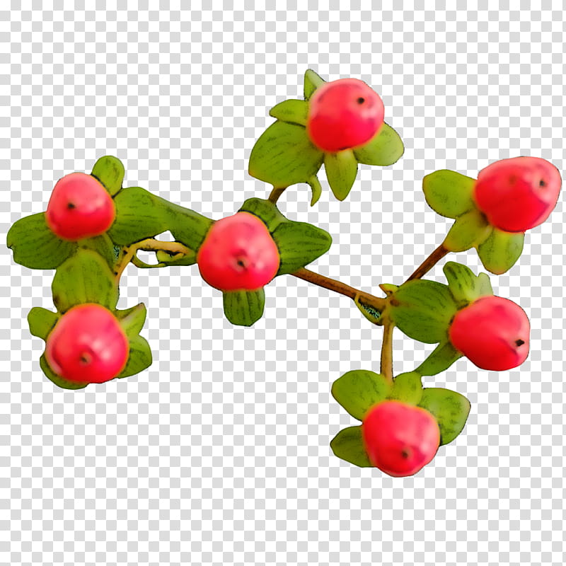 plant flower berry fruit branch, Lingonberry, Arctostaphylos Uvaursi, Tree, Woody Plant, Bud, Hypericum, Acerola Family transparent background PNG clipart