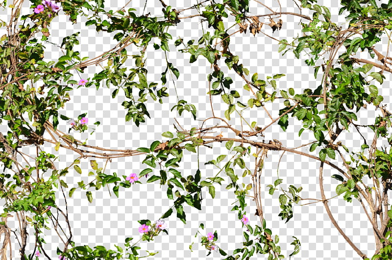 Vines Flowers Growing on a Wall , pink petaled flowers transparent background PNG clipart
