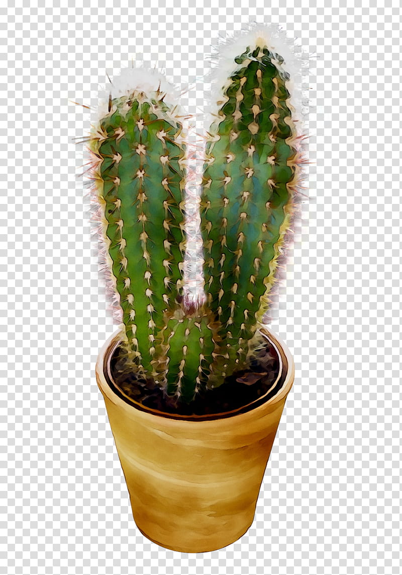 Cactus, San Pedro Cactus, Triangle Cactus, Prickly Pear, Echinocereus, Flowerpot, Houseplant, Acanthocereus transparent background PNG clipart