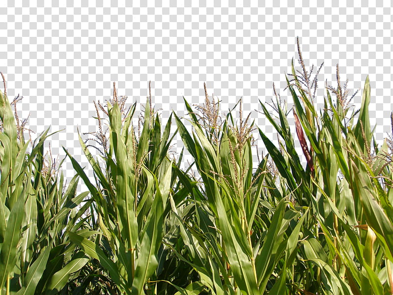 Corn, corn field transparent background PNG clipart