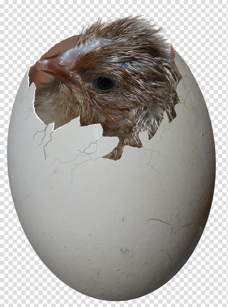 chick in egg shell illustration transparent background PNG clipart