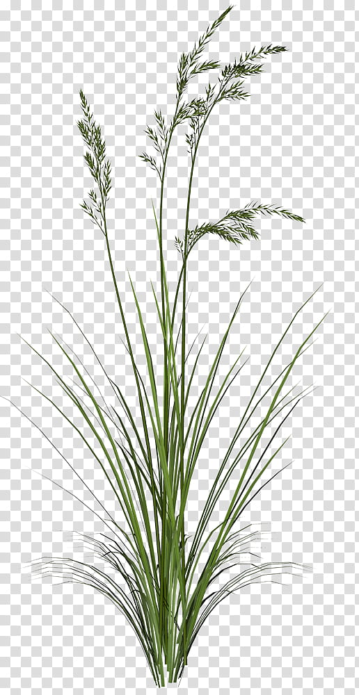 Grass , green wheat grass transparent background PNG clipart