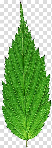 leaf P, ovate green leaf transparent background PNG clipart