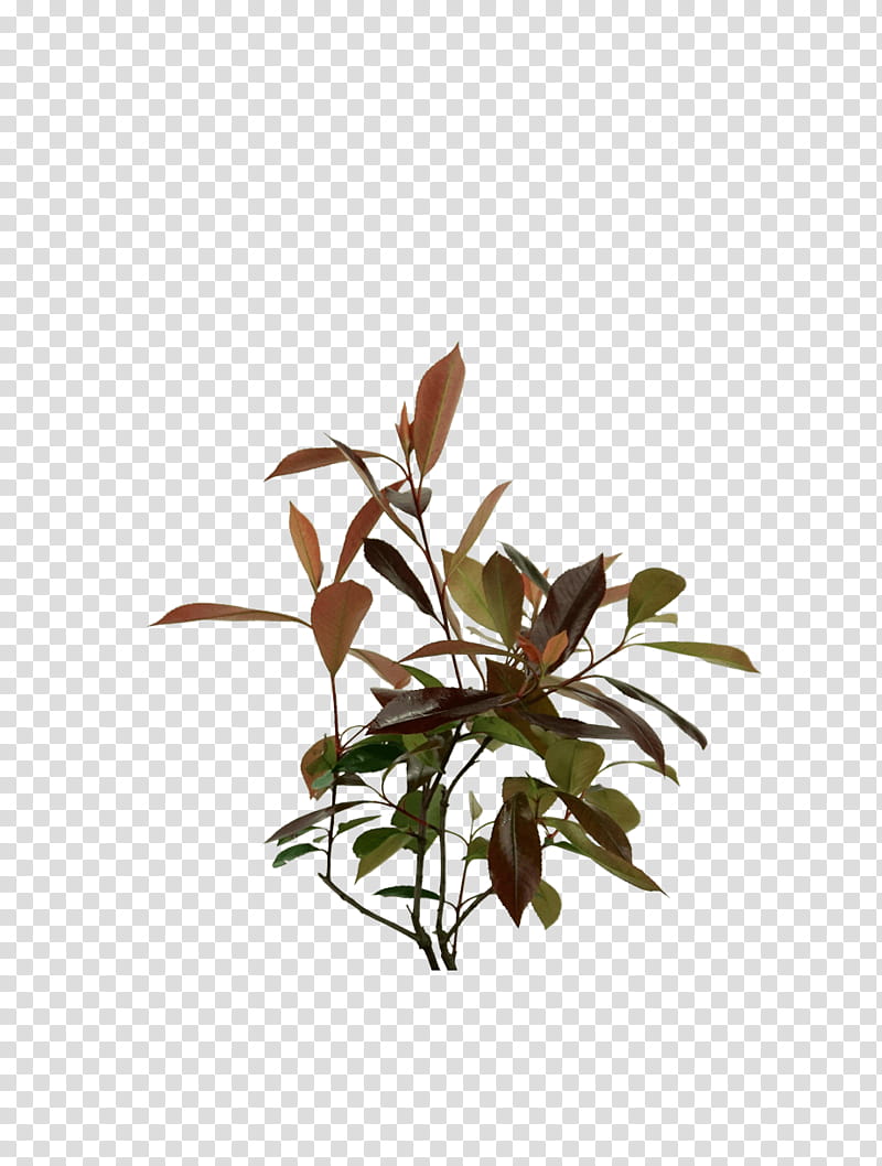 Leaf Branch, Plants, Kochtopf, Twig, Flowerpot, Plant Stem, Human Voice, Tree transparent background PNG clipart