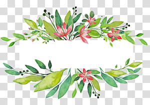 flower plant leaf flowering plant, Branch, Shrub transparent background PNG clipart thumbnail
