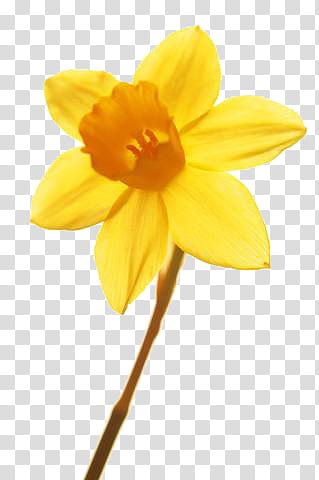Flower, yellow daffodil flower transparent background PNG clipart