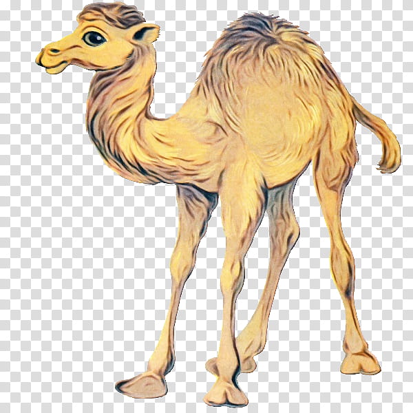 Train, Dromedary, Bactrian Camel, Drawing, Desert, Camel Train, Arabian Camel, Camelid transparent background PNG clipart