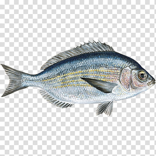 Watch, Black Seabream, Sardine, Gilthead Bream, Seafood Watch, Fish, Pagrus Major, Barramundi transparent background PNG clipart