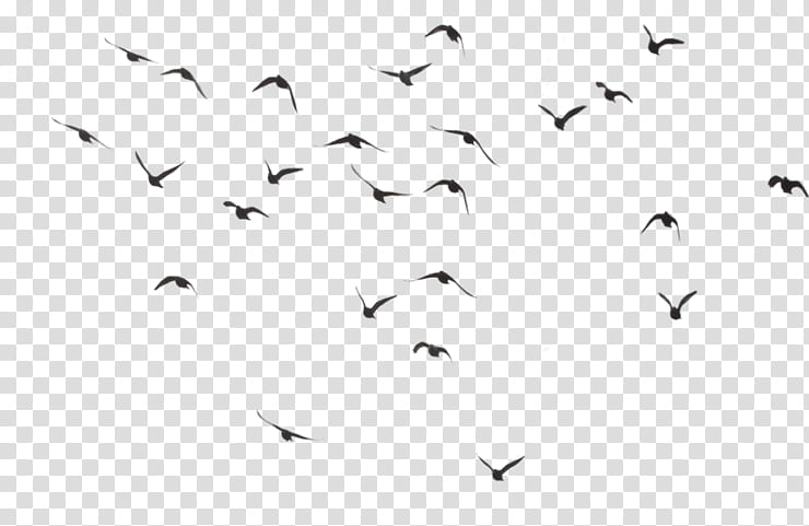 Picsart, Bird, Parrot, Flight, Hummingbird, Flock, Editing, Bird Flight transparent background PNG clipart