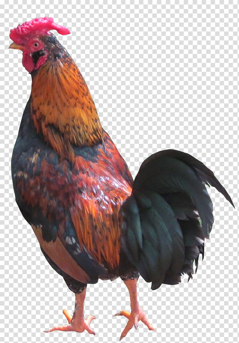 Flower Drawing, Chicken, Football, Rooster, Copa Libertadores, Bird, Fowl, Beak transparent background PNG clipart