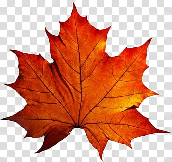 Autumn, maple leaf transparent background PNG clipart