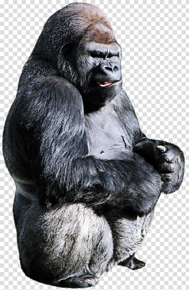 Gorilla, Western Gorilla, Chimpanzee, Fur, Snout, Terrestrial Animal, Mammal, Western Lowland Gorilla transparent background PNG clipart