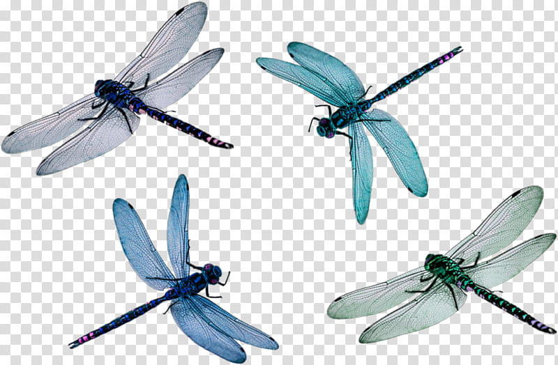 Wings, Dragonfly, Dragonfly Wings, Insect Wing, Damselflies, Pterygota, Drawing, Propeller transparent background PNG clipart